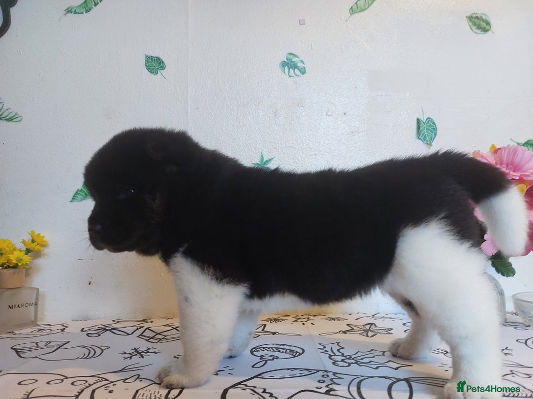 Akita dogs for sale: Kc registered beautiful akita pups  - Advert 13