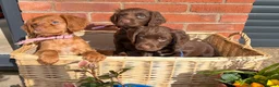 Cocker Spaniel dogs for sale: KC registered Cocker Spaniel Puppies - Advert 3