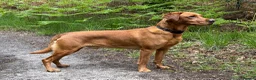 Labrador Retriever dogs for stud: Stunning boy available for stud - Advert 2