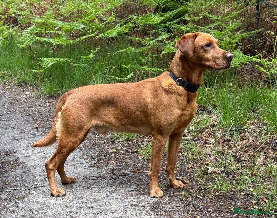 Labrador Retriever dogs for stud: Stunning boy available for stud - Advert 2