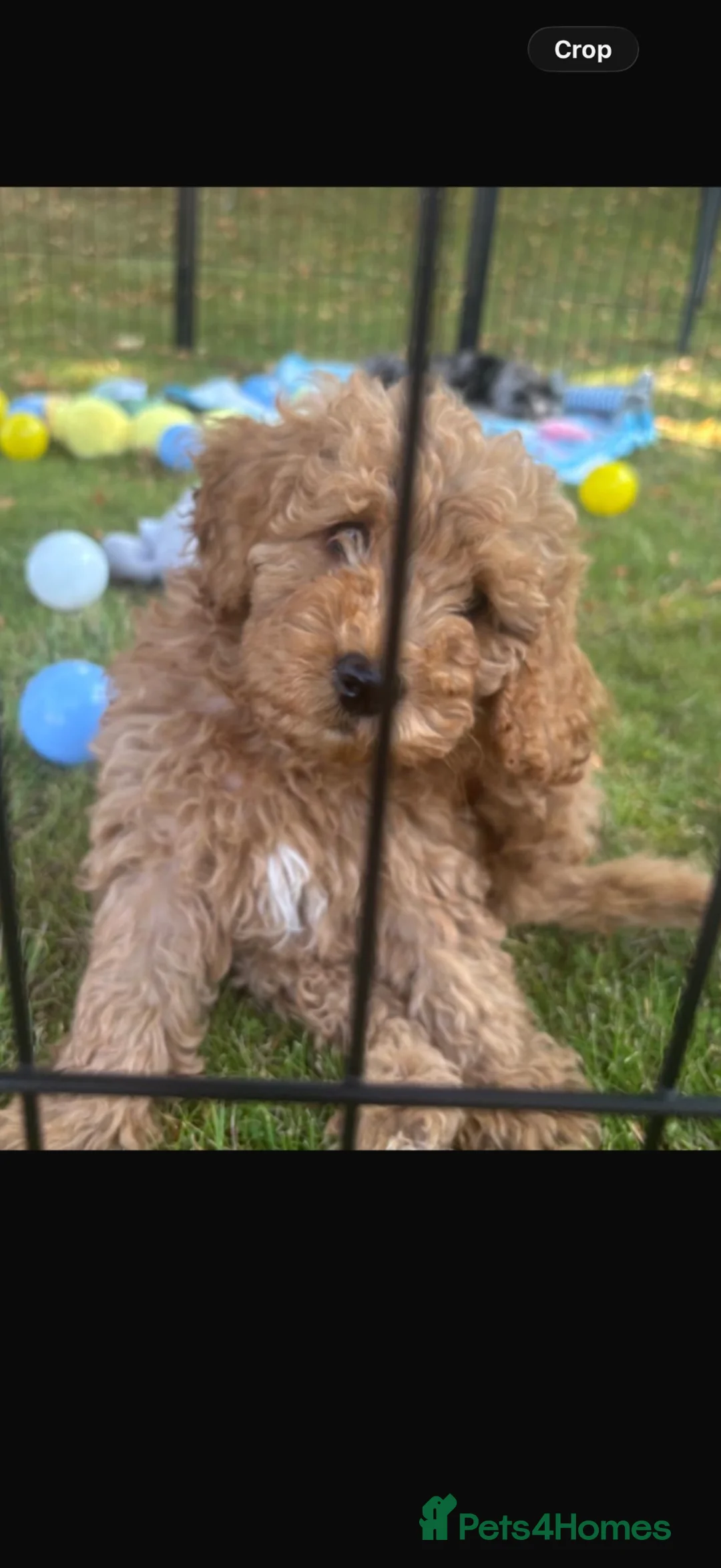 Labradoodle dogs for sale: Our Therapy Dog has had a litter of Labradoodles  - Advert 1
