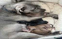 Mixed Breed dogs for sale: Blue nose staff x Siberian husky pups GOING FAST - Image 6