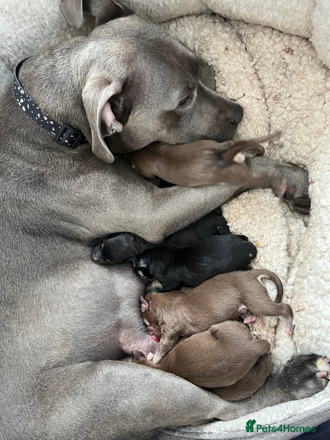 Mixed Breed dogs for sale: Blue nose staff x Siberian husky pups GOING FAST - Image 6