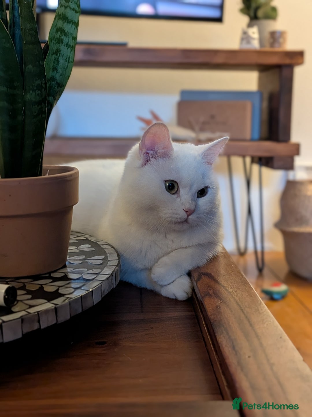 Domestic Shorthair cats for sale: Adorable young cat looking for forever home  - Image 1