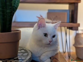 Domestic Shorthair cats - Advert 33