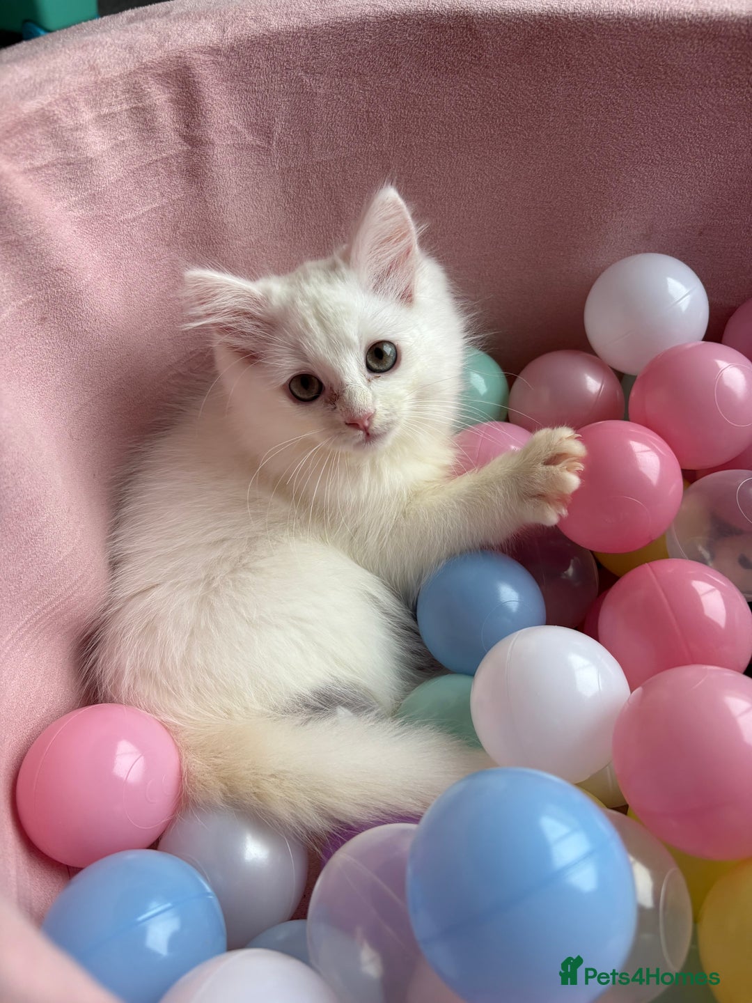 Ragdoll cats for sale: Ragdoll x male - Advert 1