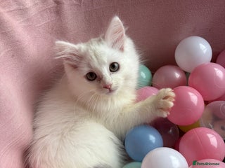 Ragdoll cats Ragdoll x male - Advert 1