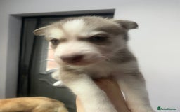 Siberian Husky dogs for sale: Siberian Husky puppies  - Advert 10