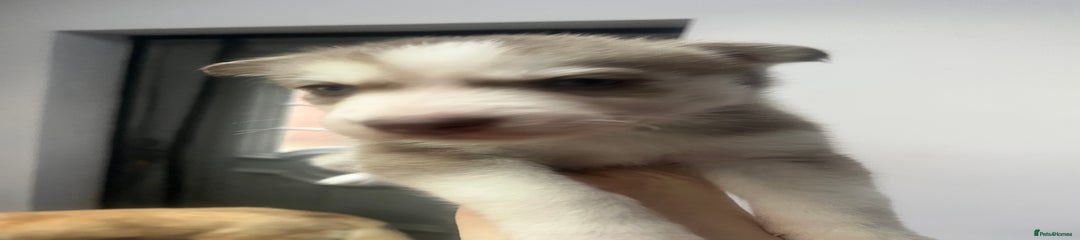 Siberian Husky Puppy 2