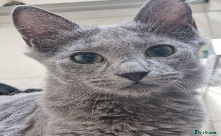 Russian Blue cats - Advert 3