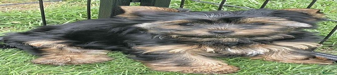Yorkshire Terrier Puppy 2