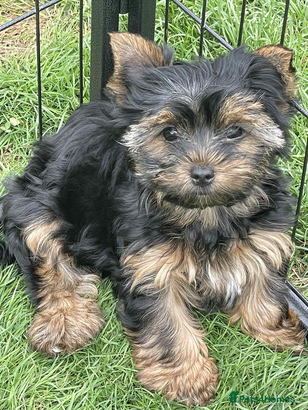 Yorkshire Terrier dogs for sale: Two Yorkshire Terrier Biewer Puppies - Image 6