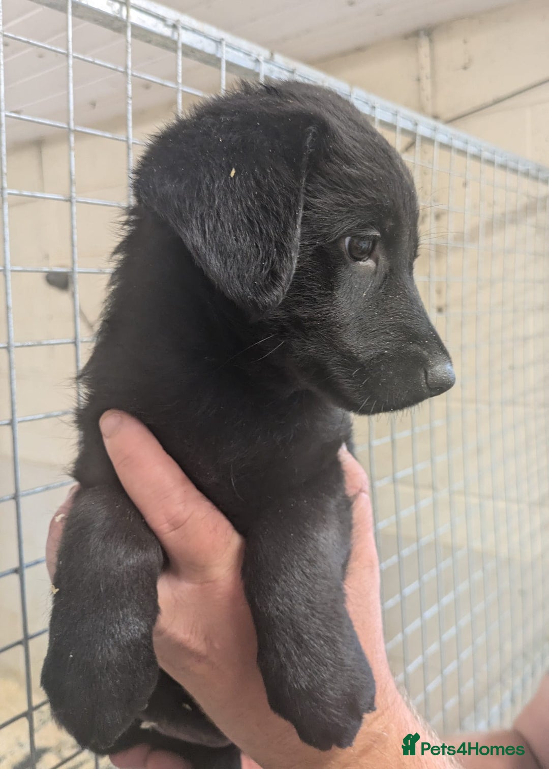 Mixed Breed dogs for sale: Gorgeous Sheprador Puppies  - Image 9