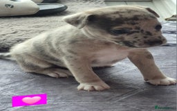Jack Russell dogs for sale: Jack russell puppy's  - Image 11