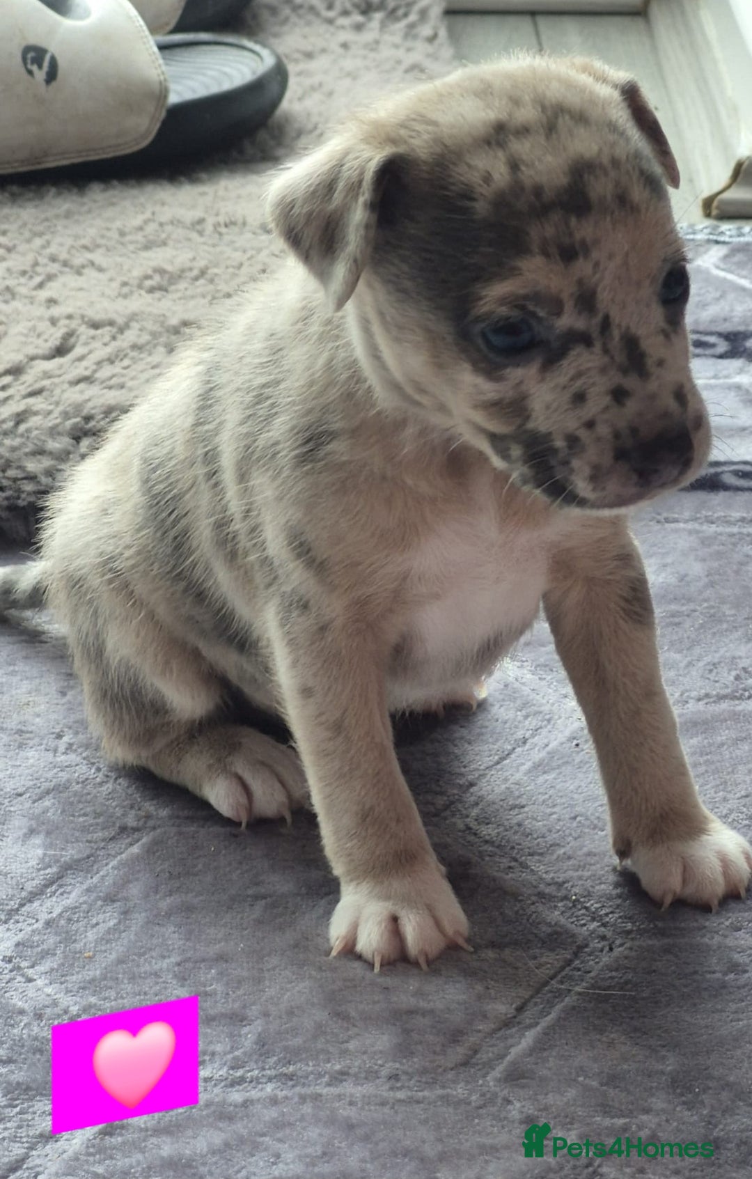Jack Russell dogs for sale: Jack russell puppy's  - Image 11
