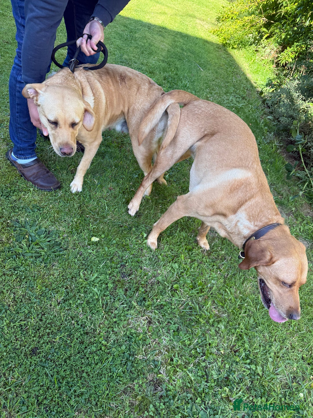 Labrador Retriever dogs for sale: Kc registered Labrador 5 star homes only  - Advert 12