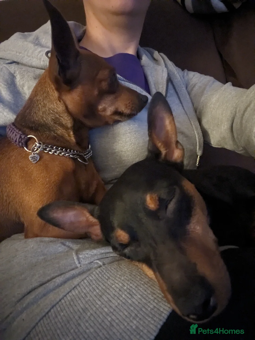 Miniature Pinscher dogs for sale: 5 year old female spayed Miniature Pinscher - Advert 2