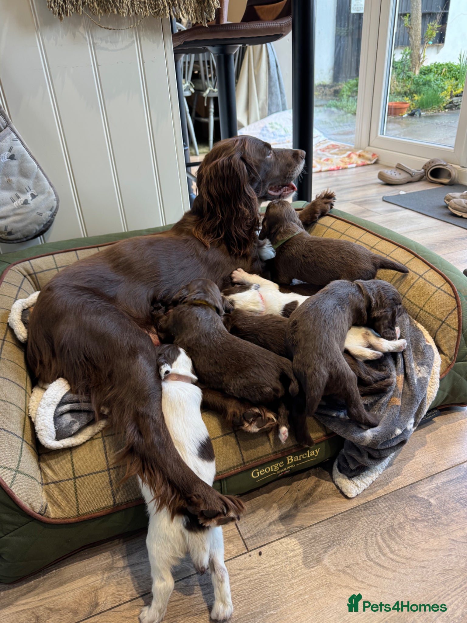 Sprocker dogs Sprocker spaniel  - Advert 7