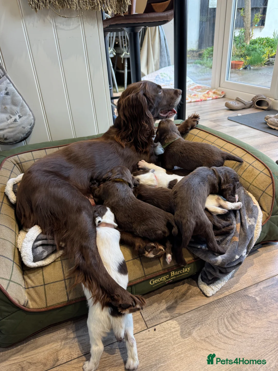 Sprocker dogs for sale: Sprocker spaniel  - Advert 1