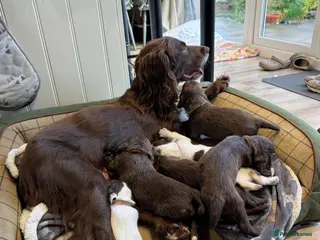 Sprocker dogs Sprocker spaniel - Advert 3