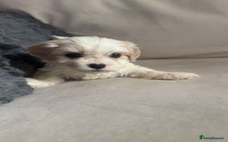 Cavachon dogs for sale: Cavachon f2 puppies  - Image 3