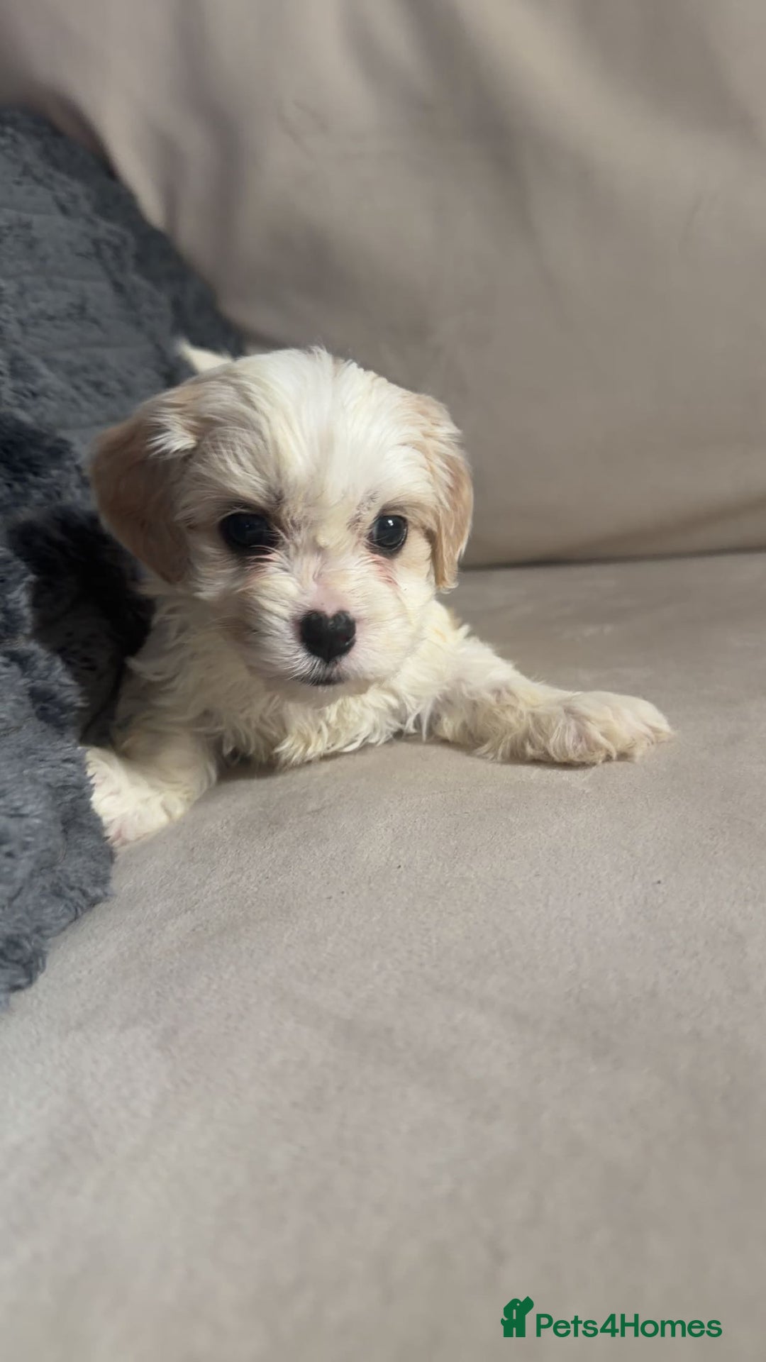 Cavachon dogs for sale: Cavachon f2 puppies  - Image 3