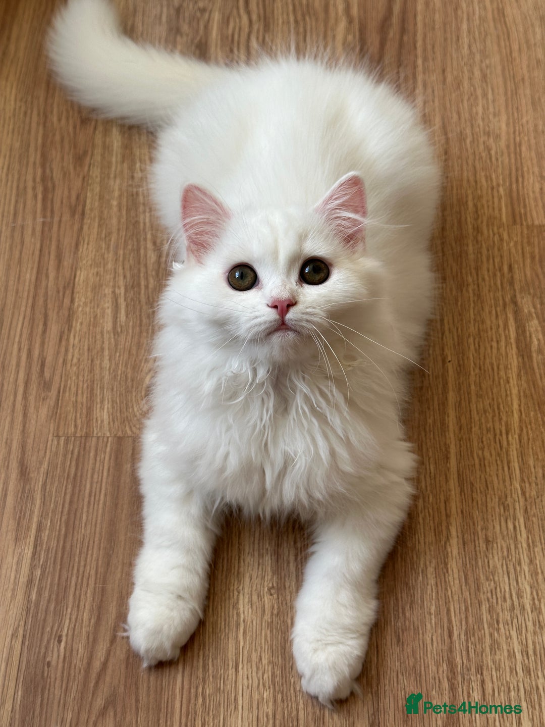 British Shorthair cats for sale: Gorgeous British Longhair & Shorthair Kittens - Advert 28