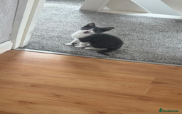 Mixed Breed cats for sale: Kit 6 months old  - Image 4