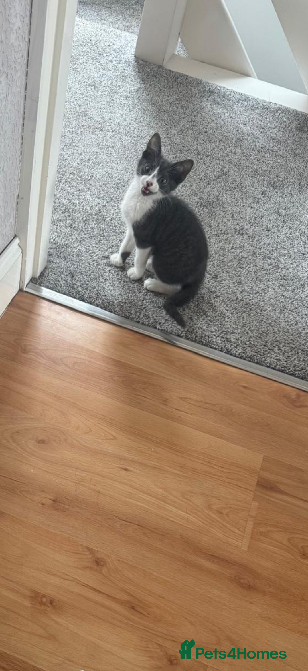 Mixed Breed cats for sale: Kit 6 months old  - Image 4