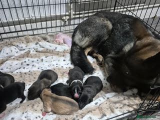 Mixed Breed dogs Duch shepherd x wolfdog - Advert 2