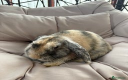 Mixed Breed rabbits for sale: 🐇 Rabbits - 4 available (2 boys, 2 girls) 🐇 - Image 3