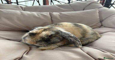 Mixed Breed rabbits - Advert 5