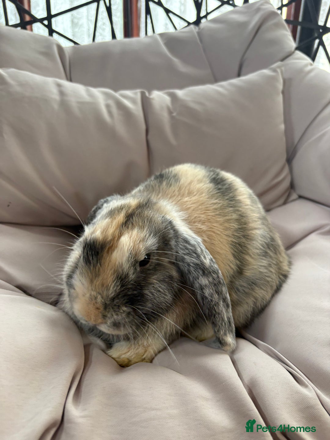Mixed Breed rabbits for sale: 🐇 Rabbits - 4 available (2 boys, 2 girls) 🐇 - Image 3