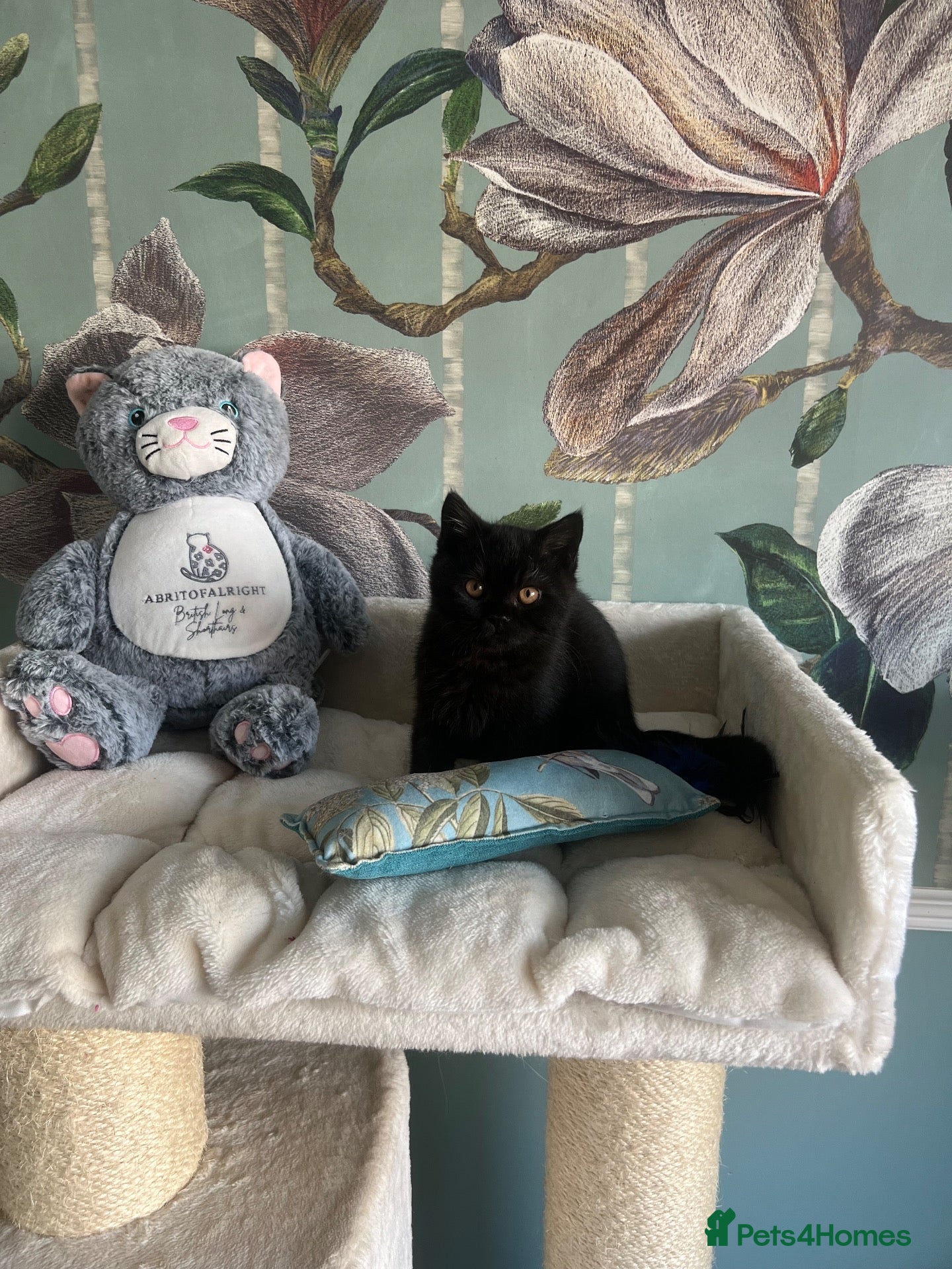British Shorthair cats GCCF REG BLACK BRITISH SHORTHAIR BOY 🖤 - Advert 16