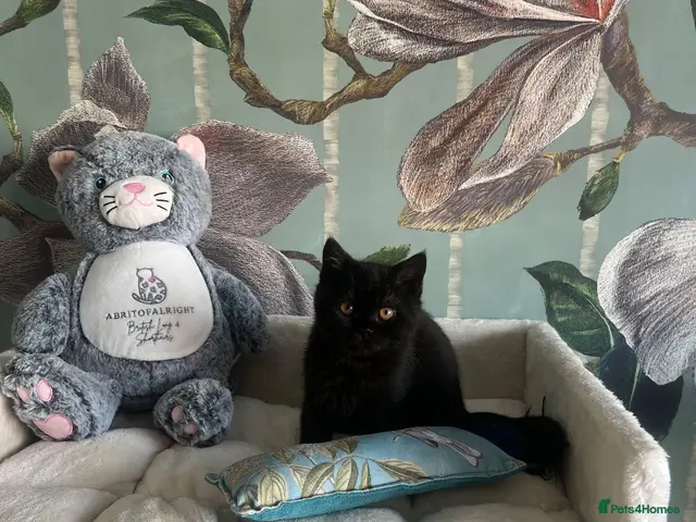 British Shorthair cats GCCF REG BLACK BRITISH SHORTHAIR BOY 🖤 - Advert 9