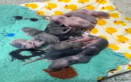 Mouse rodents for sale: Baby mice males and females  in Honiton - Image 13
