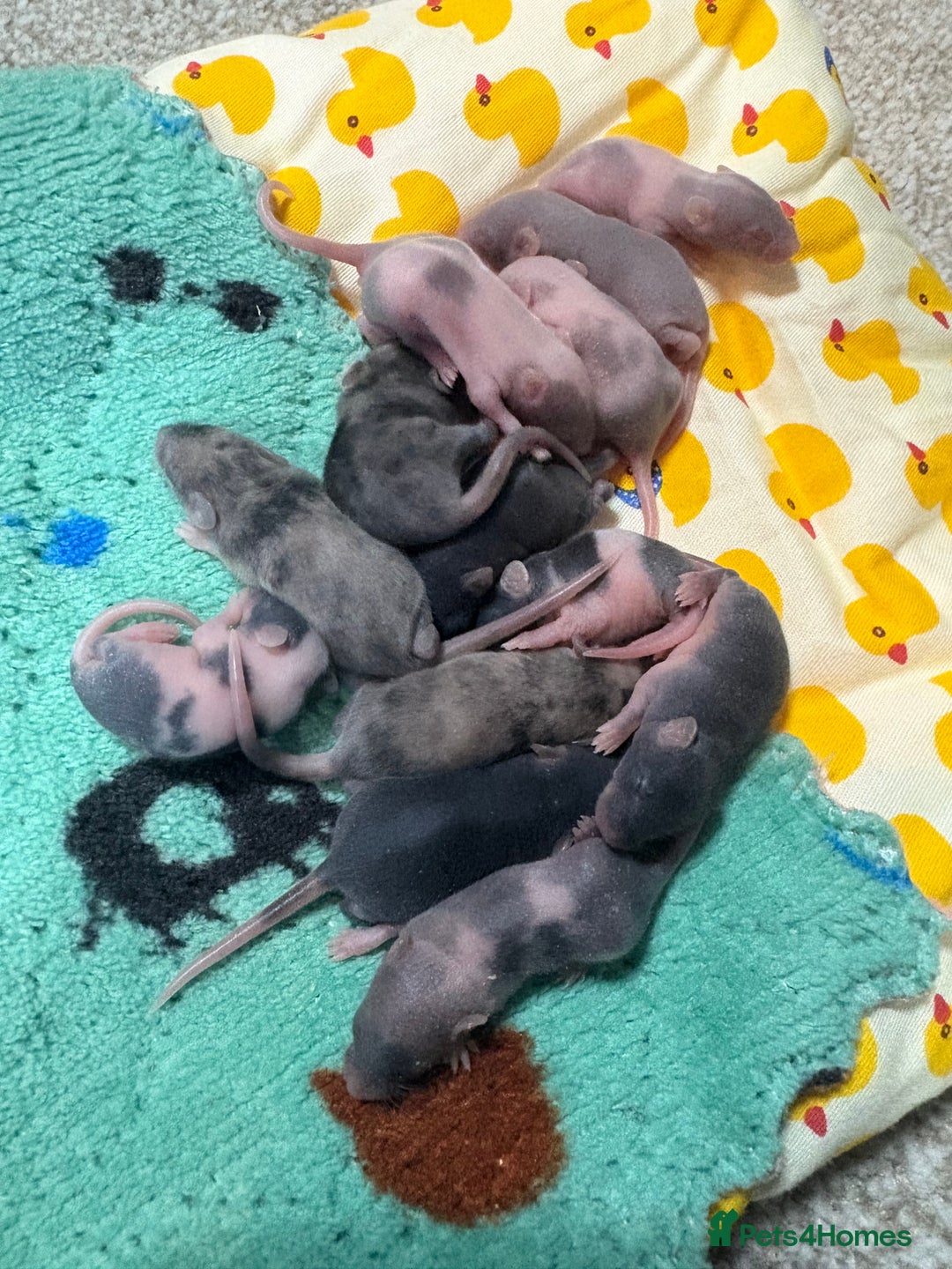 Mouse rodents for sale: Baby mice males and females  in Honiton - Image 13