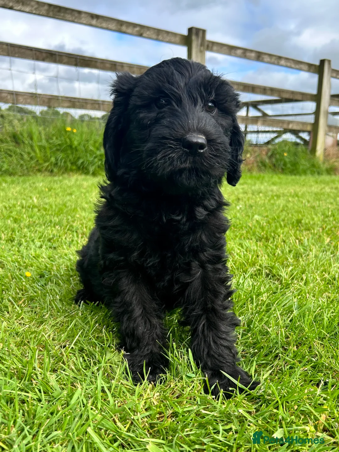 Labradoodle dogs for sale: Miniature Labradoodle Puppies - Advert 2