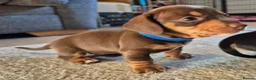 Miniature Dachshund dogs for sale: 4 stunning miniature dachshund pups - Advert 22