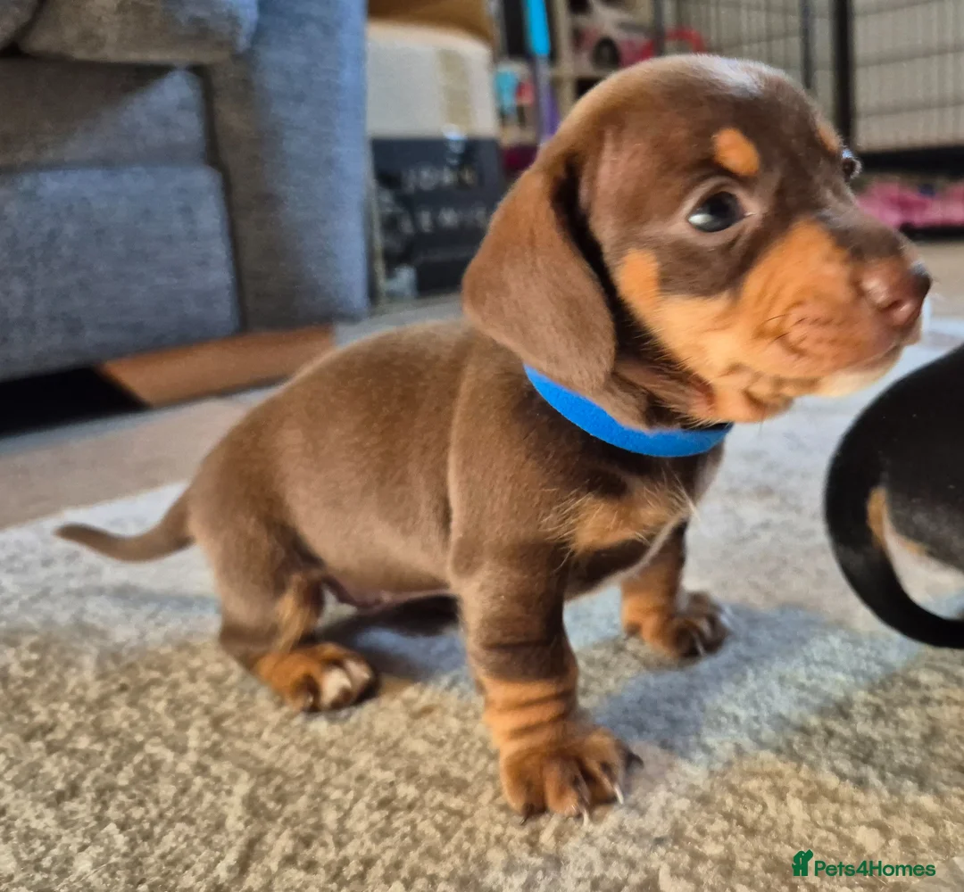 Miniature Dachshund dogs for sale: 4 stunning miniature dachshund pups - Advert 22