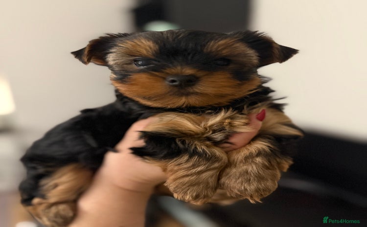 Yorkshire Terrier dogs - Advert 16