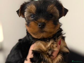 Yorkshire Terrier dogs - Advert 9