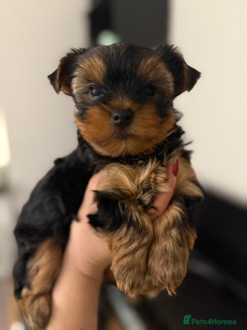 Yorkshire Terrier dogs - Advert 16