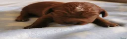 Cavapoo dogs for sale: Extensively health tested F1b Cavapoo puppies  - Advert 1