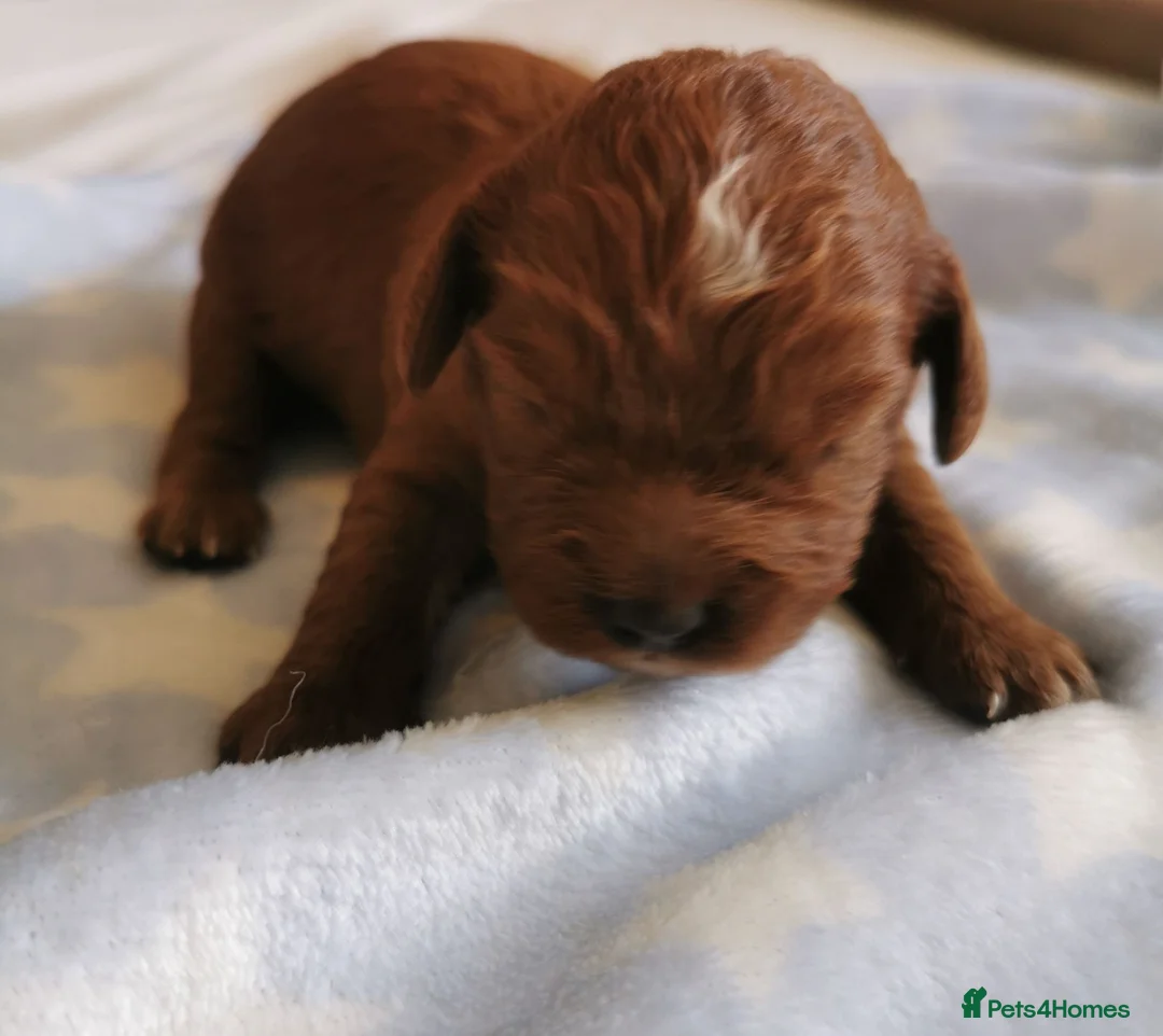 Cavapoo dogs for sale: Extensively health tested F1b Cavapoo puppies  - Advert 1