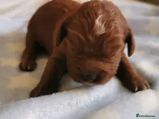 Cavapoo dogs Extensively health tested F1b Cavapoo puppies - Advert 2
