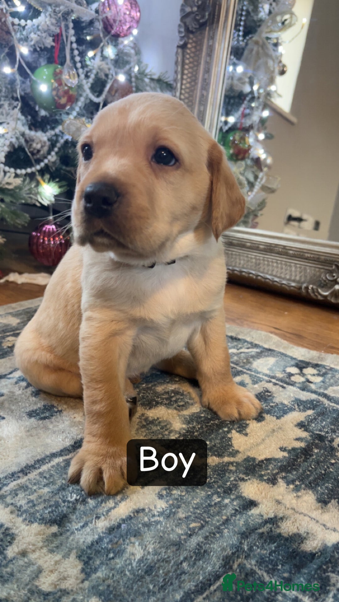 Labrador Retriever dogs for sale: Puppies for sale  - Advert 4