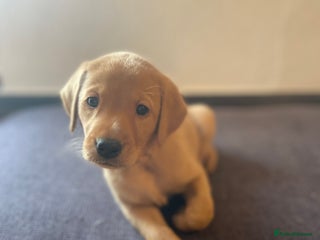 Labrador Retriever dogs Lovely fox red Labrador puppies - Advert 3