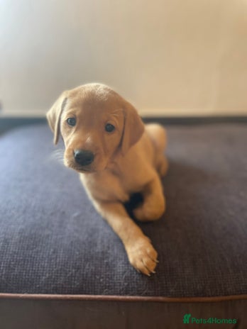Labrador Retriever dogs Lovely fox red Labrador puppies - Advert 2