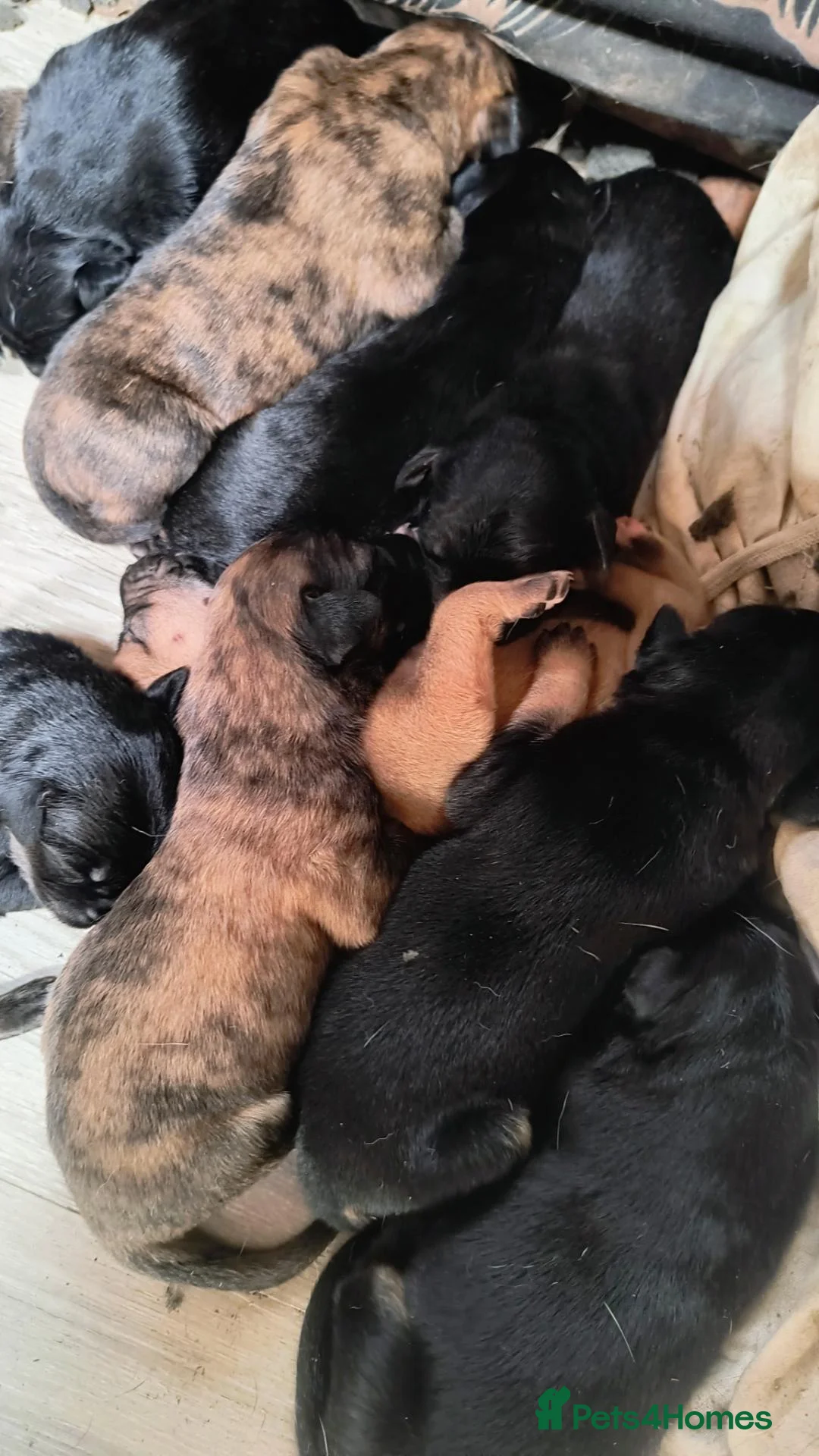 Mixed Breed dogs for sale: Beautiful Pups in Need of Loving and Natural Homes - Advert 2